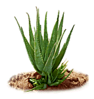 Aloe_vera